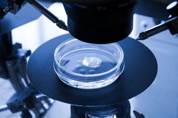ivf cycle